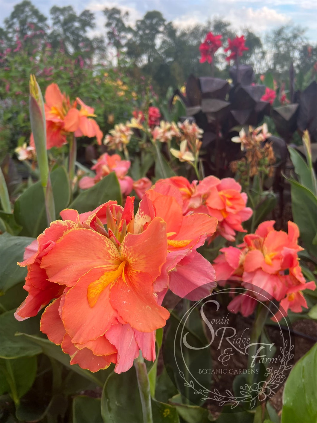 canna 'Rose Quartz'