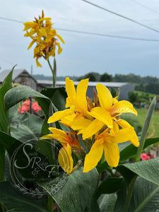 canna 'Yellow Butterflies’