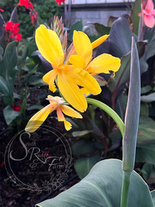 canna 'Yellow Butterflies’