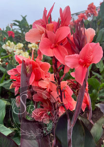canna 'Rosé'