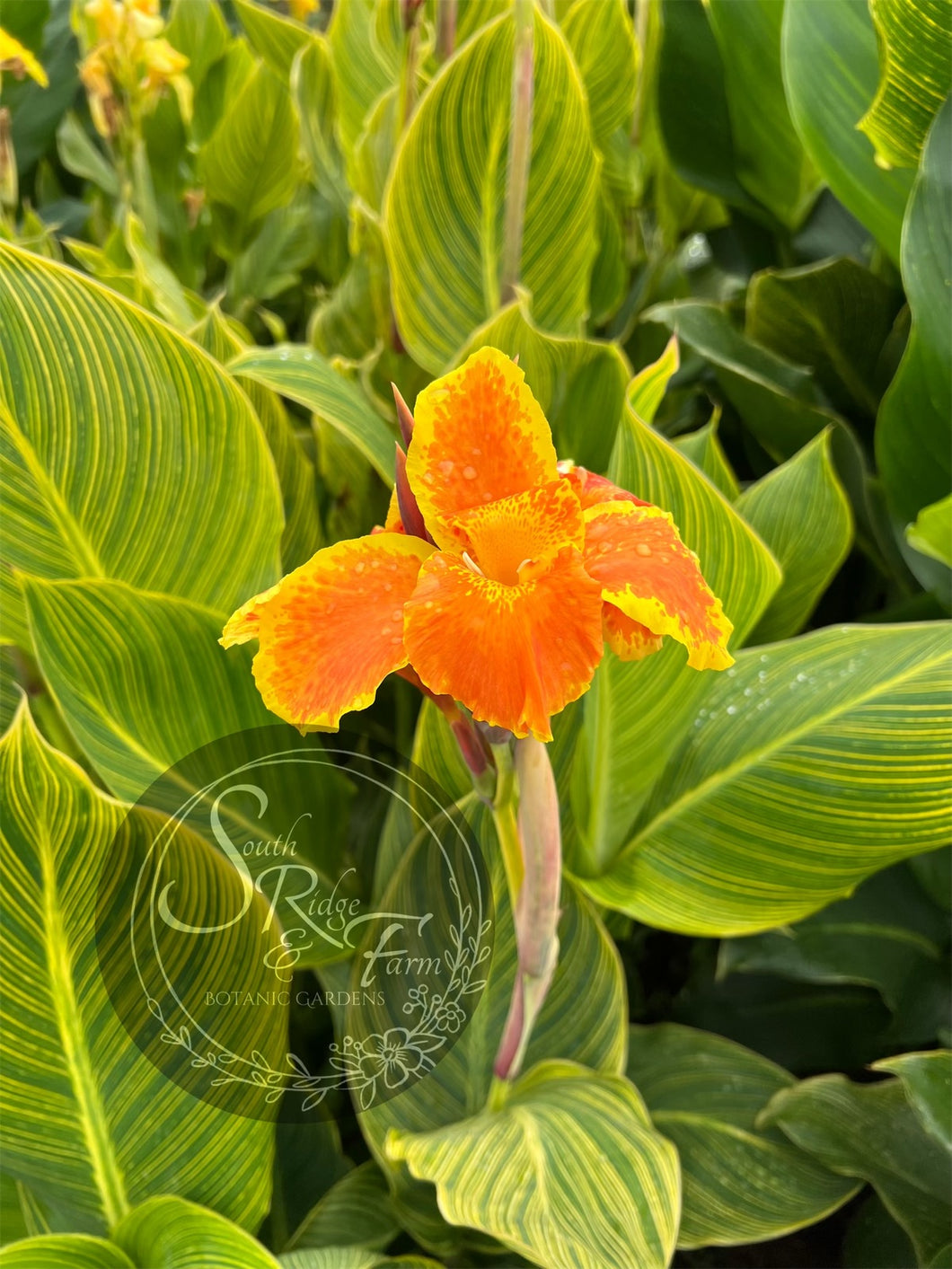 canna 'Two-Tone Tiger'