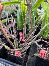 Load image into Gallery viewer, Euphorbia platyclada