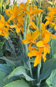 canna 'Saffron Butterflies’