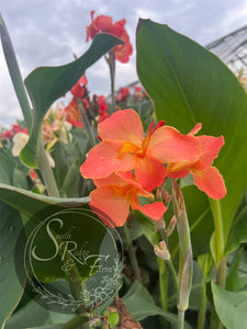 canna ‘Pink Lemonade'