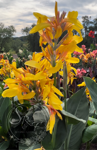 canna 'Yellow Butterflies’