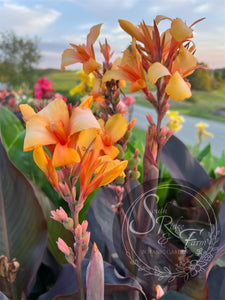 canna 'Candles'