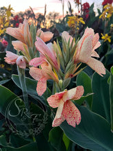 Load image into Gallery viewer, canna &#39;Mary Finley&#39;