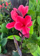 Load image into Gallery viewer, canna &#39;Shenandoah&#39;