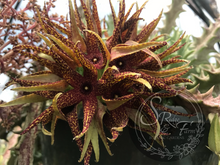 Load image into Gallery viewer, Orbea Lutea subsp. Vaga