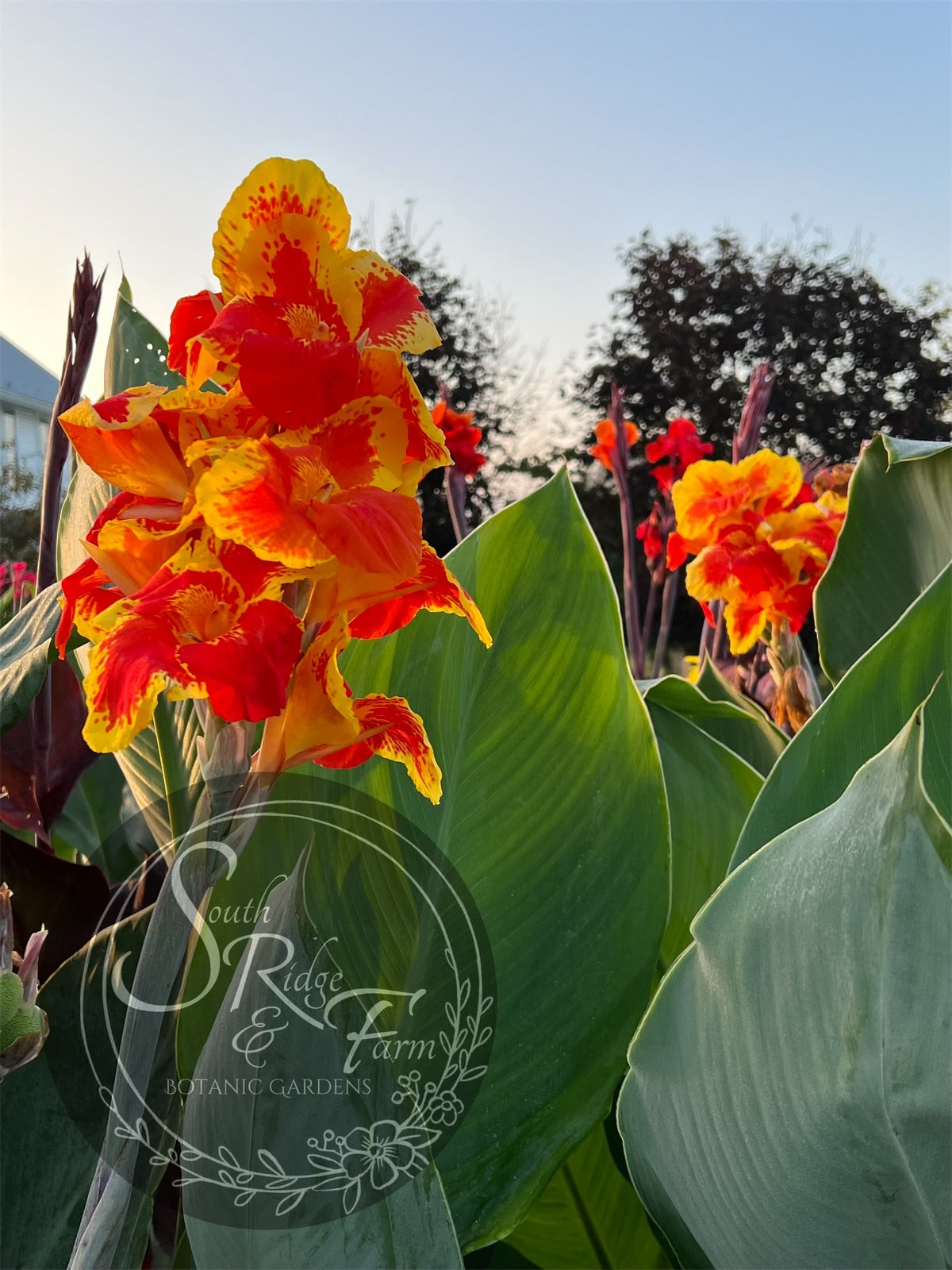 thai lily flower canna 'Thai Sunray' – South Ridge Farm & Botanic Gardens