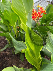 canna 'Princess Charlotte'