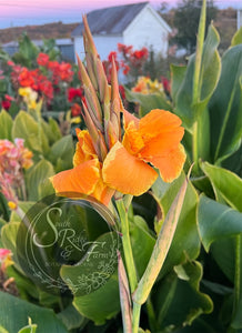 canna 'Champa Tiger'