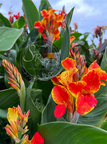 canna 'Sassy Sandy'