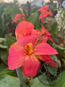 canna 'Femme Fatale'