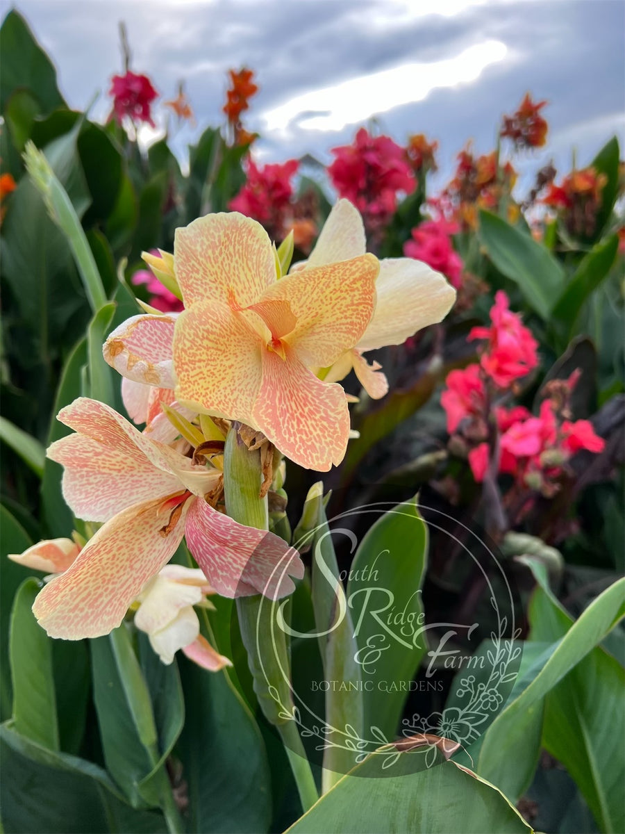 canna 'Princess' – South Ridge Farm & Botanic Gardens