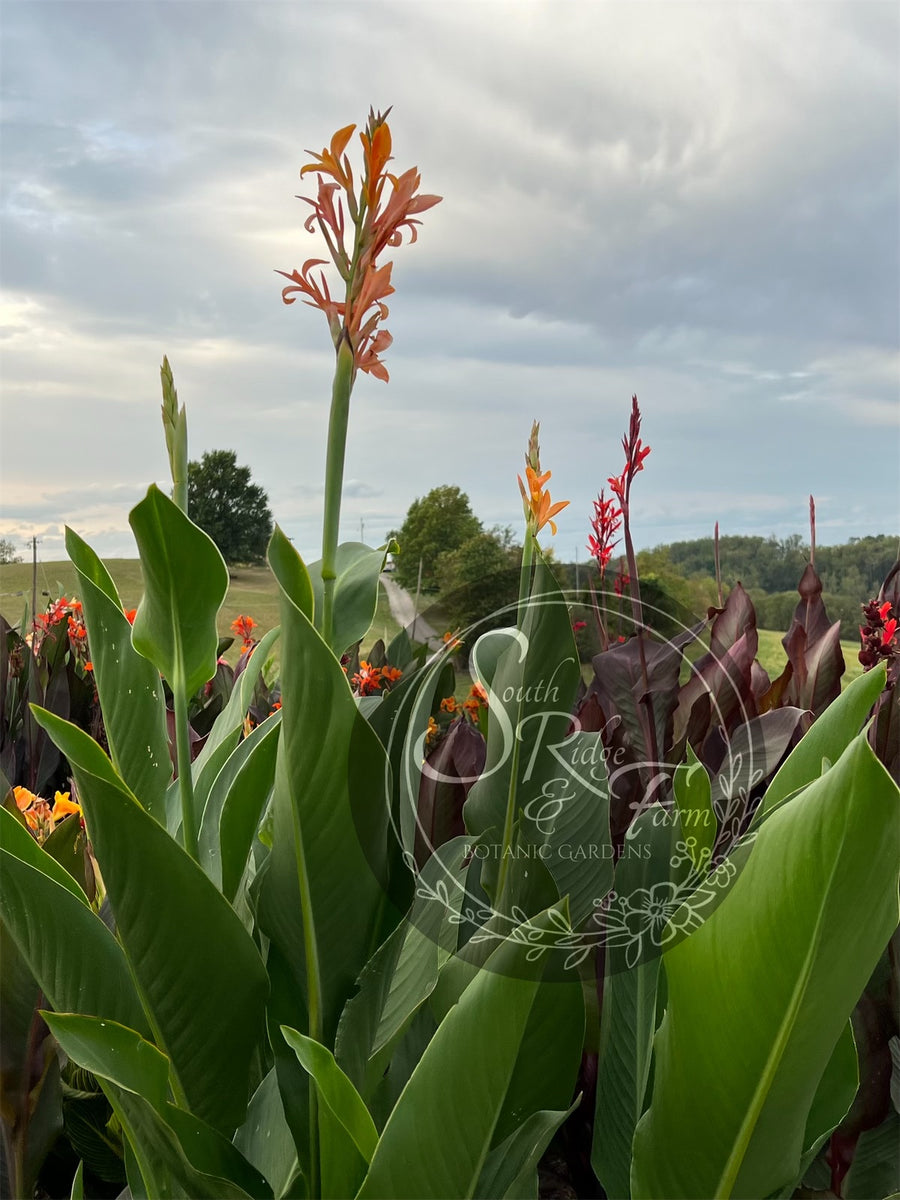 canna 'Omega' – South Ridge Farm & Botanic Gardens