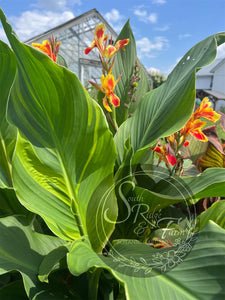 canna 'Princess Charlotte'