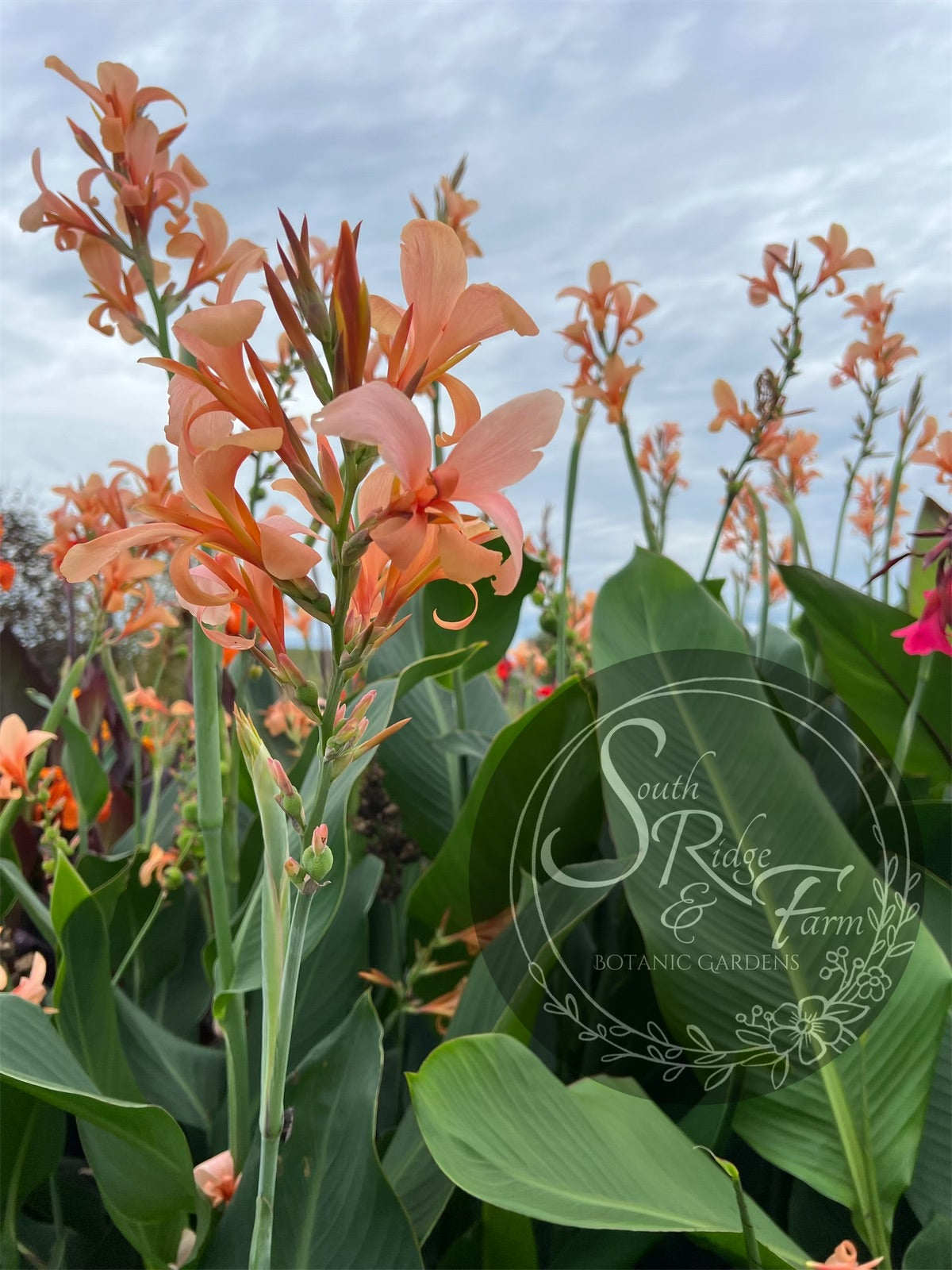 ピーチ② canna 'Peach Butterflies' – South Ridge Farm & Botanic Gardens