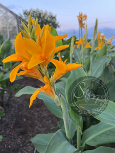 canna 'Saffron Butterflies’
