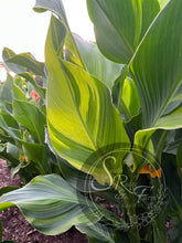 Load image into Gallery viewer, canna &#39;Princess Charlotte&#39;