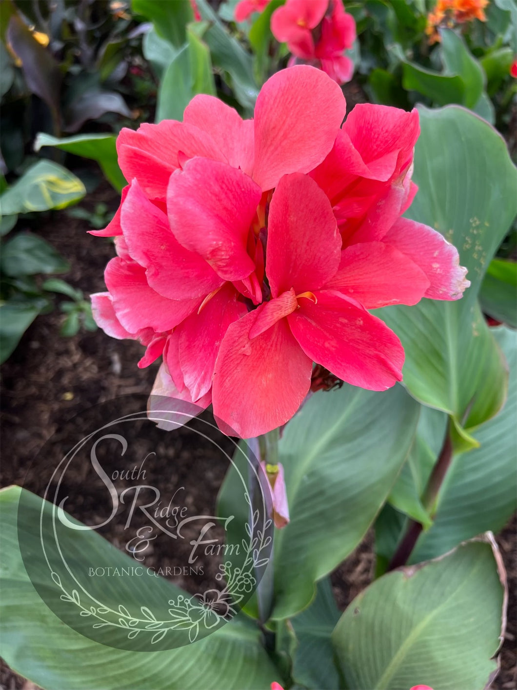 canna 'Victoria’