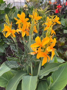 canna 'Saffron Butterflies’