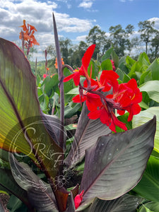 canna 'Monsieur Risqué'
