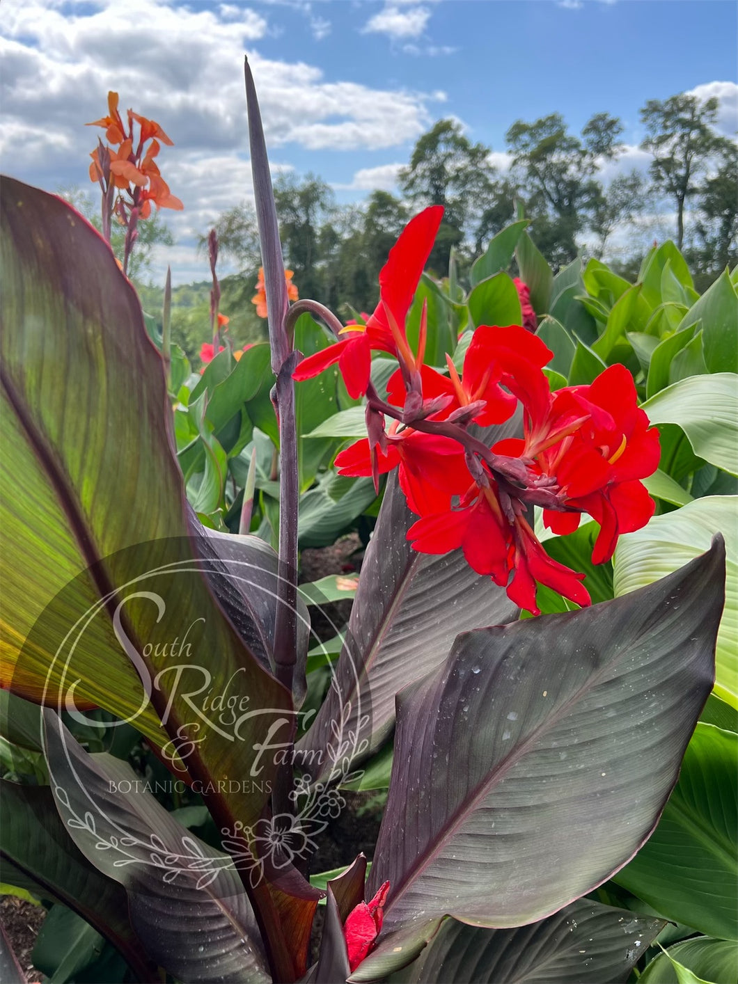 canna 'Monsieur Risqué'