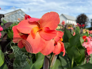 canna ‘Pink Lemonade'