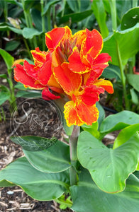 canna 'Sassy Sandy'
