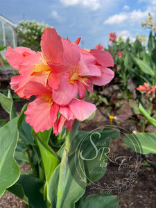 canna 'Rose Quartz'