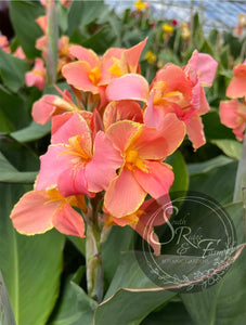 canna 'Corsica'