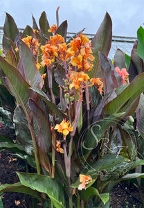 canna 'Candles'