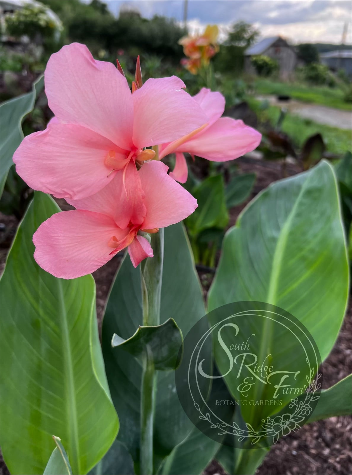 thai lily flower canna 'Thai Princess' – South Ridge Farm & Botanic Gardens