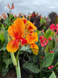 canna 'Transvaal’