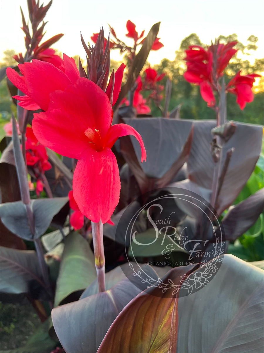 canna 'Kismet' – South Ridge Farm & Botanic Gardens