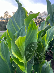 canna 'Princess Charlotte'