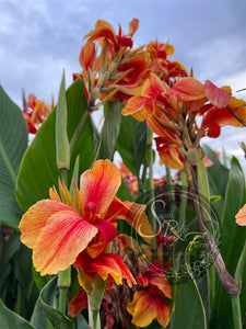 canna 'Transvaal’