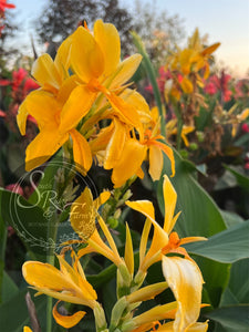 canna 'Saffron Butterflies’