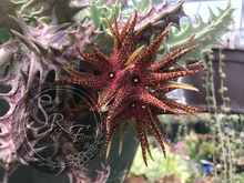Load image into Gallery viewer, Orbea Lutea subsp. Vaga
