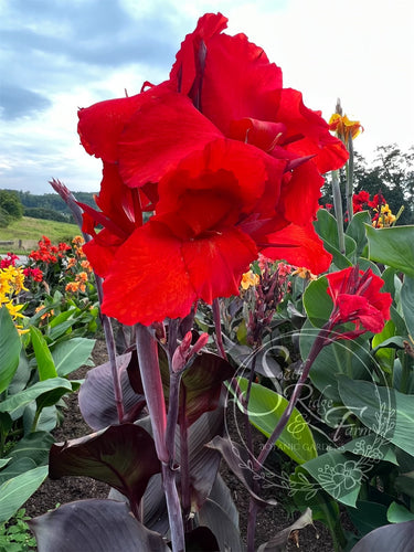 canna 'General Eisenhower'