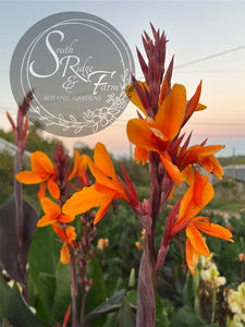 canna 'Pacific Beauty'