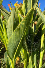 Load image into Gallery viewer, canna 'Golden Tiger'