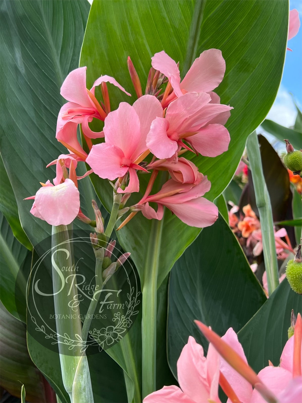 thai lily flower canna 'Thai Princess' – South Ridge Farm & Botanic Gardens