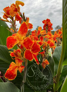 canna 'Calimero'