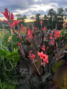 canna 'Skyhawk'