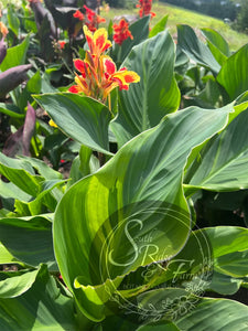 canna 'Princess Charlotte'