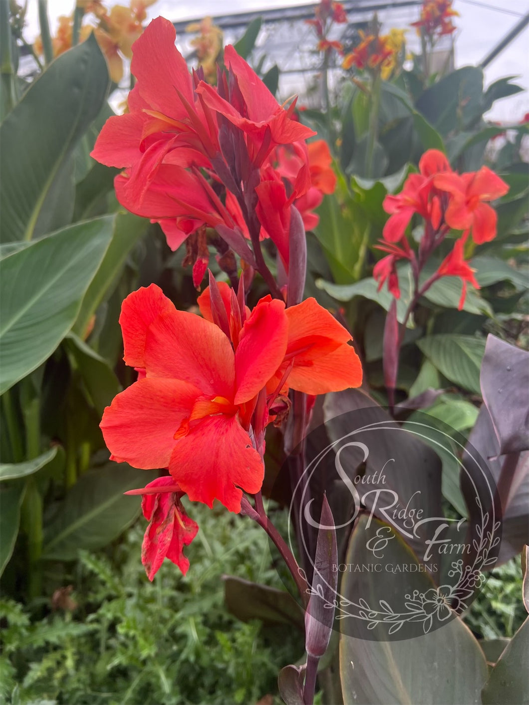 canna 'Clara'
