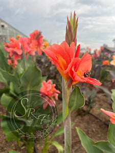 canna 'Evie'