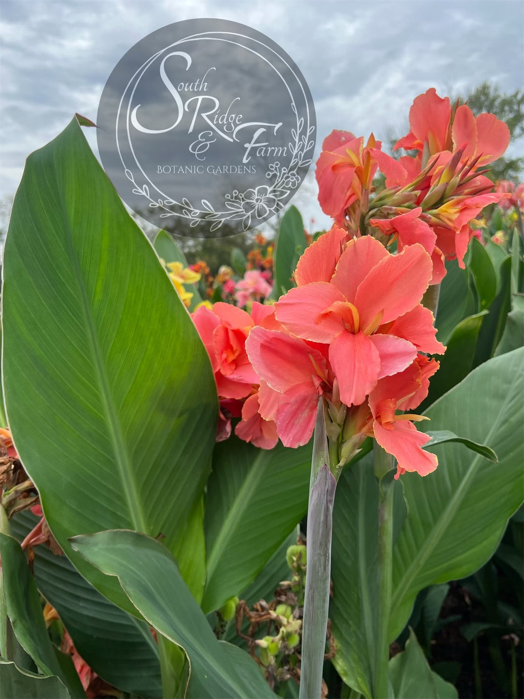 canna 'Evie'